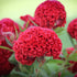 Cockscomb Flower Seed